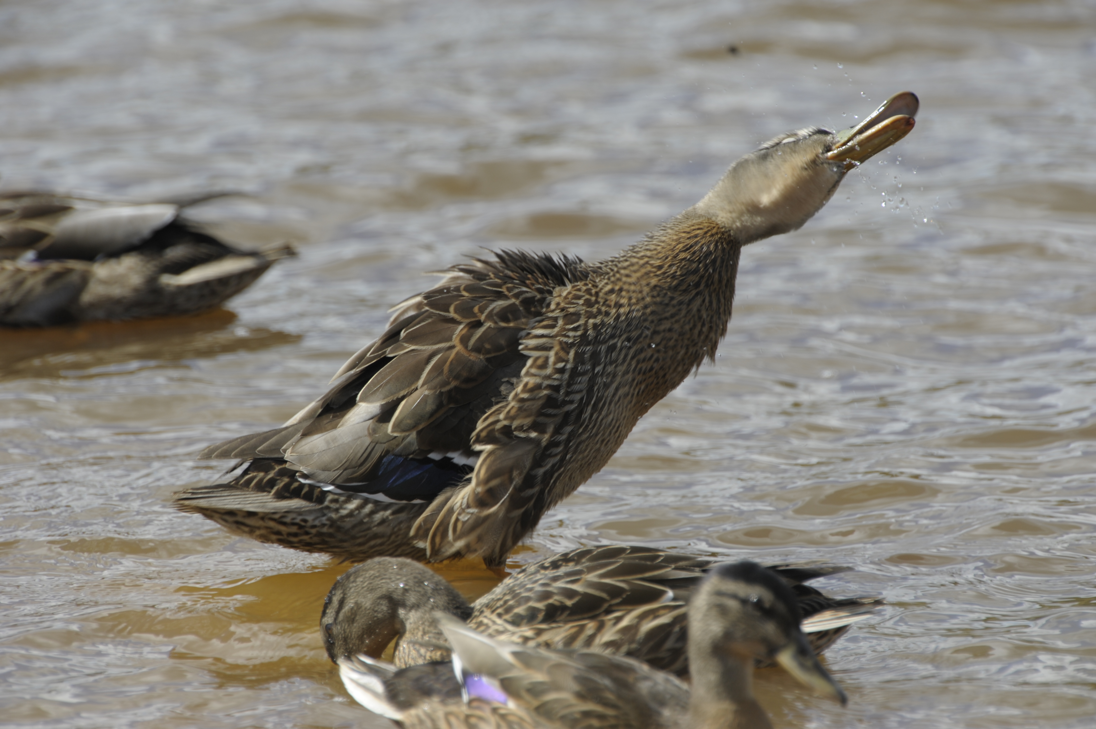 Canard