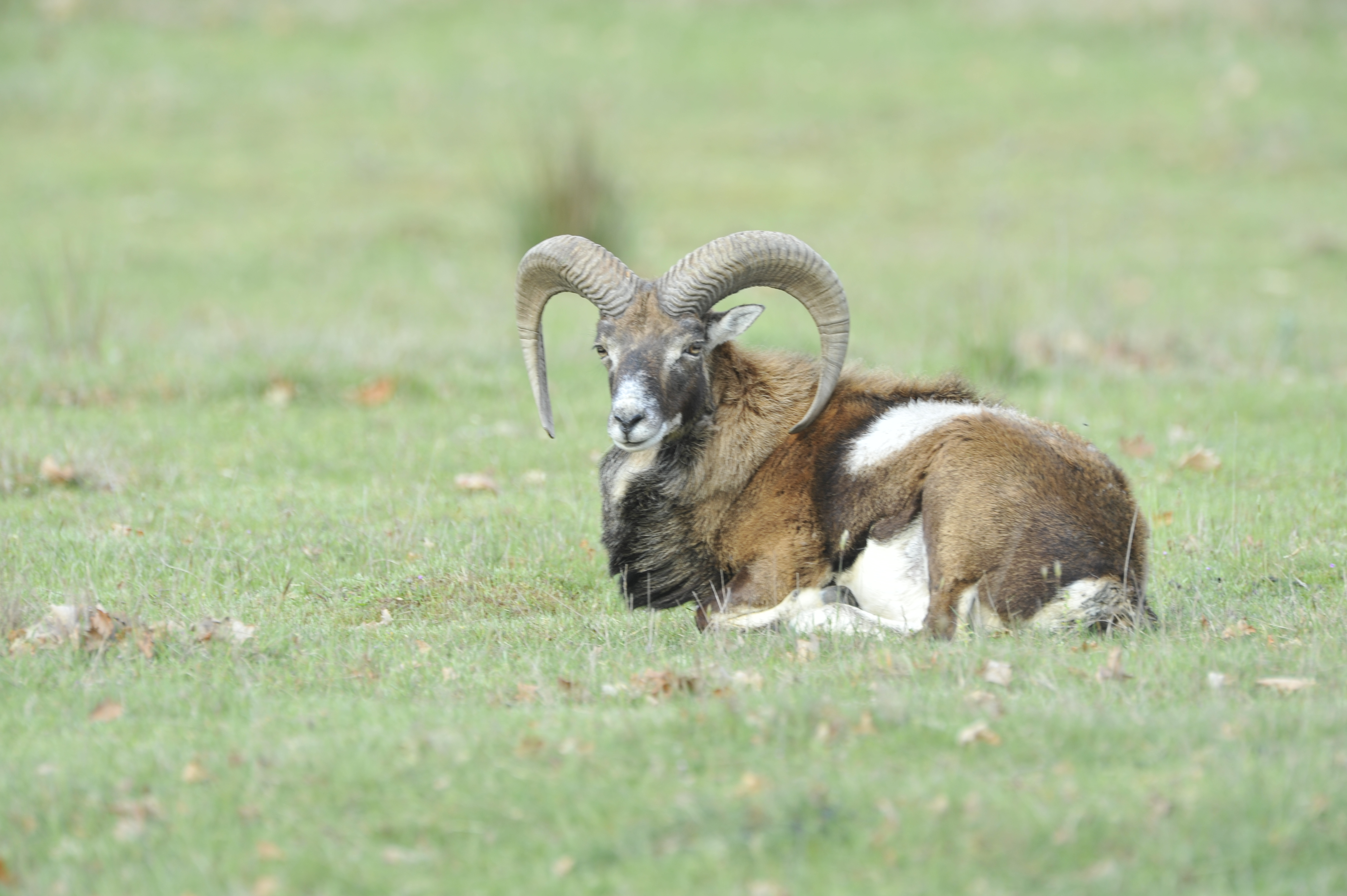 Mouflon